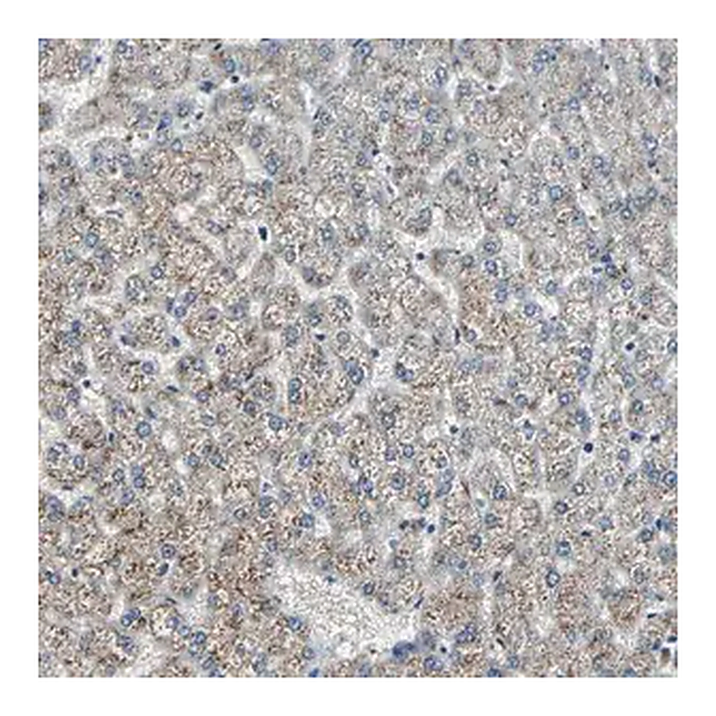 Merck Anti-CHP1 antibody produced in rabbit