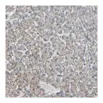 Merck Anti-CHP1 antibody produced in rabbit