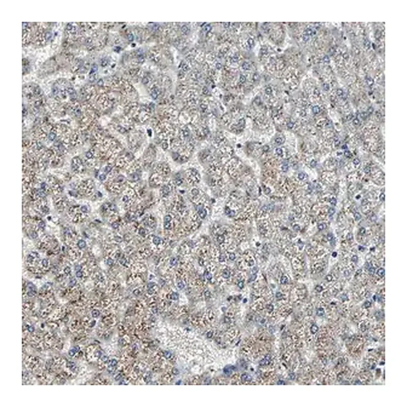Merck Anti-CHP1 antibody produced in rabbit
