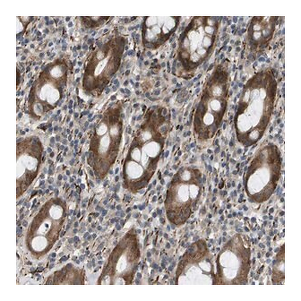 Merck Anti-OTUD5 antibody produced in rabbit