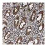 Merck Anti-OTUD5 antibody produced in rabbit