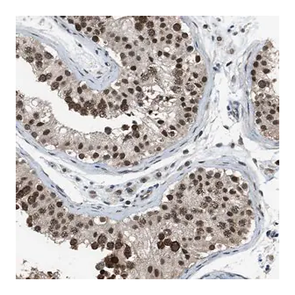 Merck Anti-KPNA6 antibody produced in rabbit