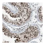 Merck Anti-KPNA6 antibody produced in rabbit