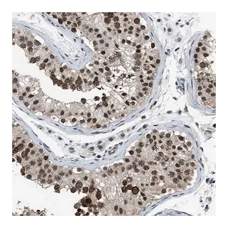 Merck Anti-KPNA6 antibody produced in rabbit