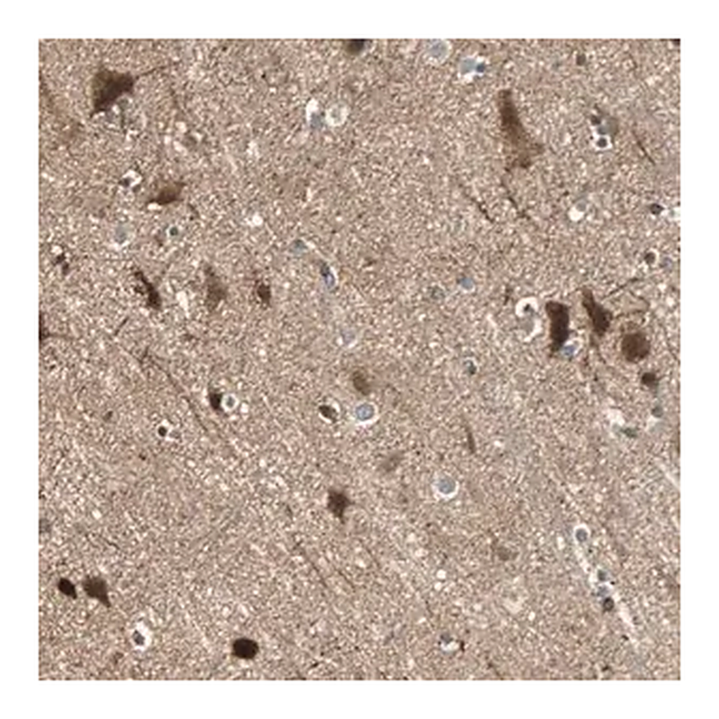 Merck Anti-GPR61 antibody produced in rabbit