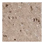 Merck Anti-GPR61 antibody produced in rabbit
