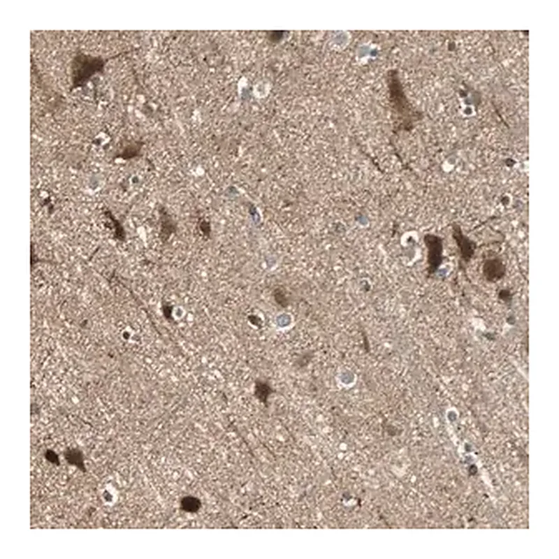 Merck Anti-GPR61 antibody produced in rabbit