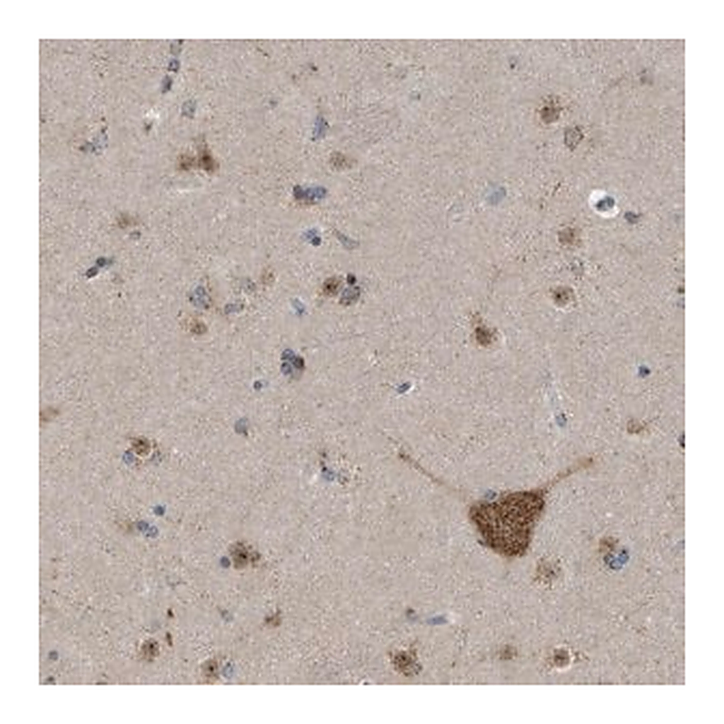 Merck Anti-FAM69A antibody produced in rabbit