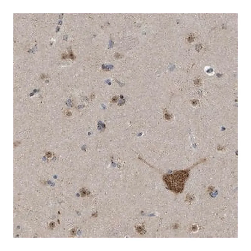 Merck Anti-FAM69A antibody produced in rabbit