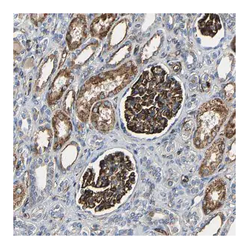 Merck Anti-IGSF10 antibody produced in rabbit