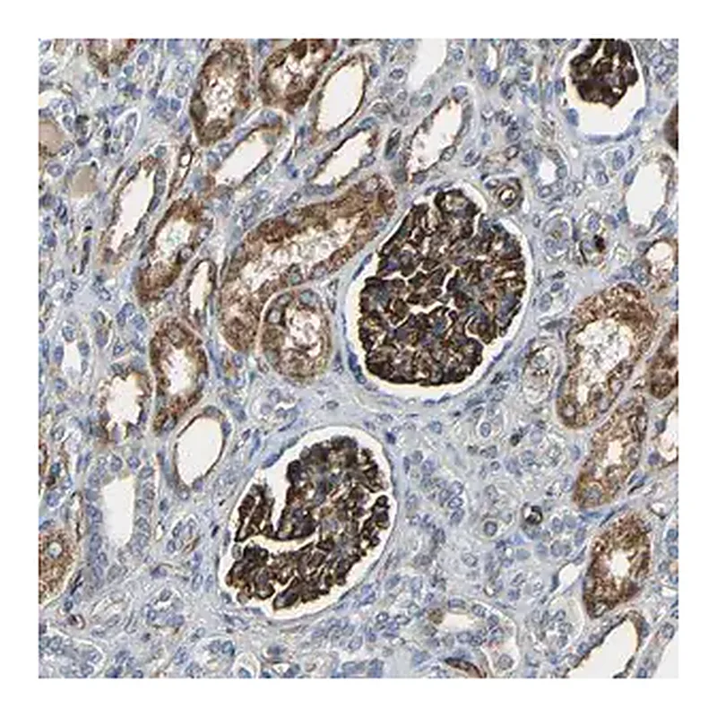 Merck Anti-IGSF10 antibody produced in rabbit