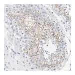 Merck Anti-OPRM1 antibody produced in rabbit