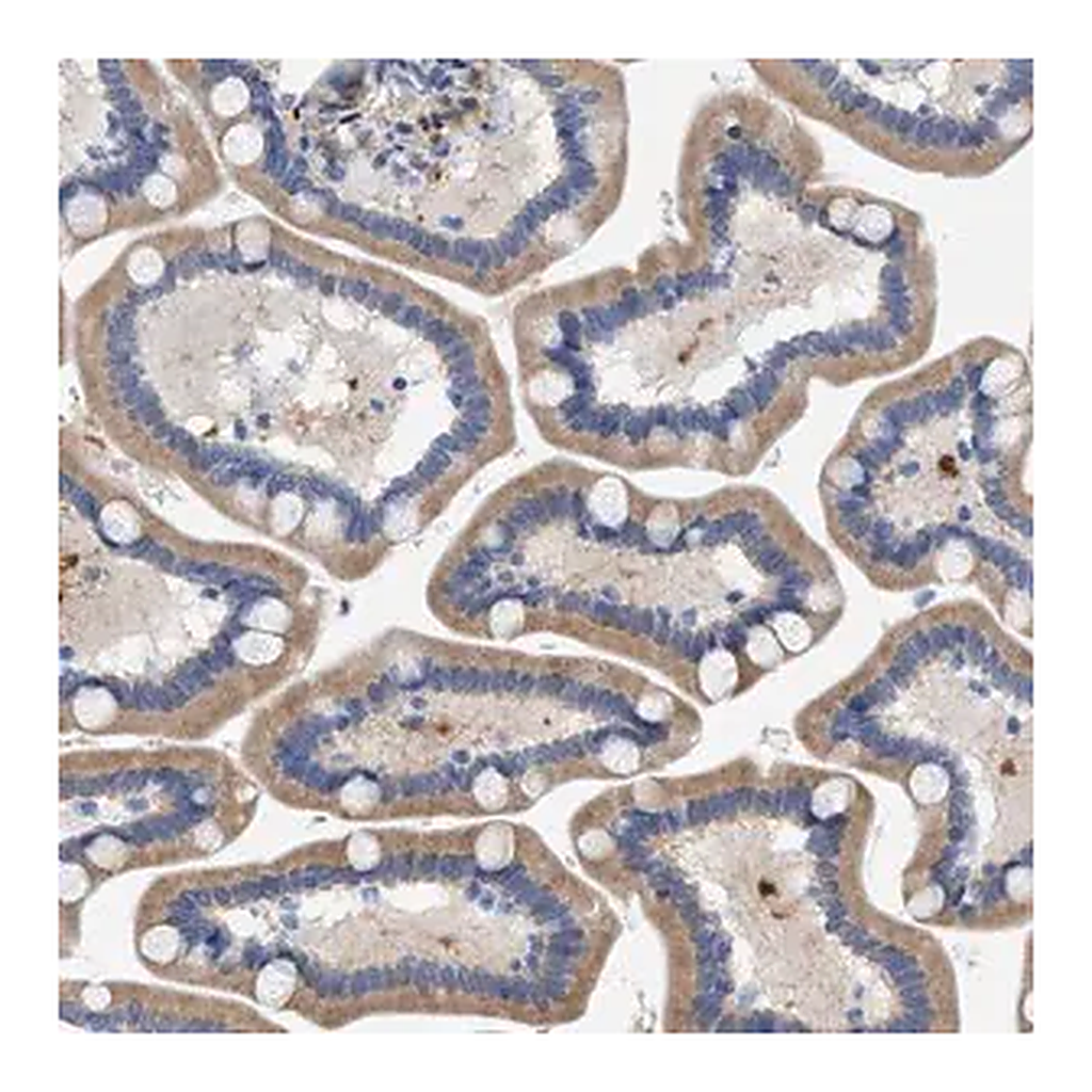 Merck Anti-SLC31A1 antibody produced in rabbit