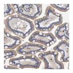 Merck Anti-SLC31A1 antibody produced in rabbit