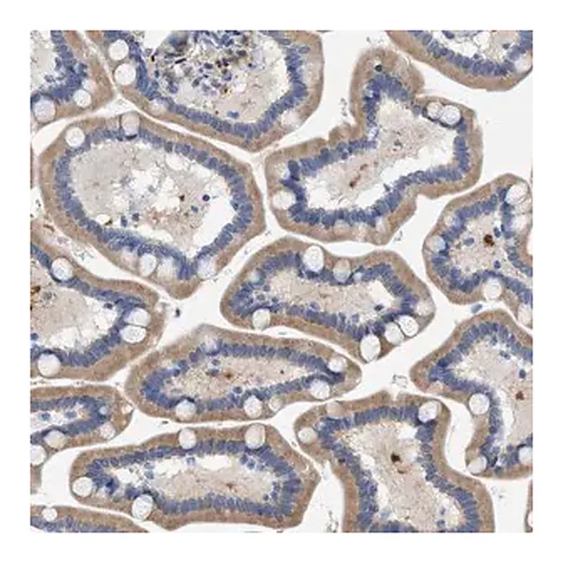 Merck Anti-SLC31A1 antibody produced in rabbit