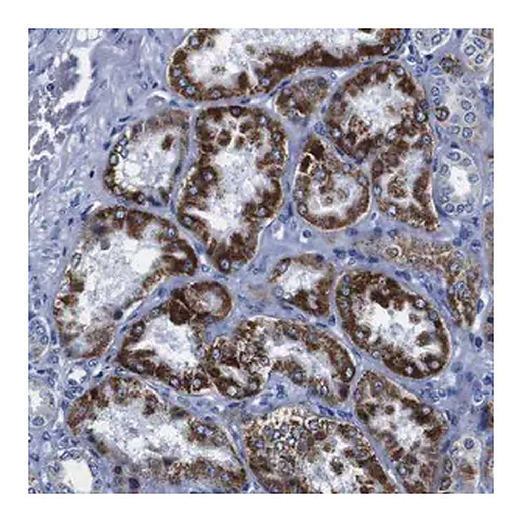 Merck Anti-SNX19 antibody produced in rabbit