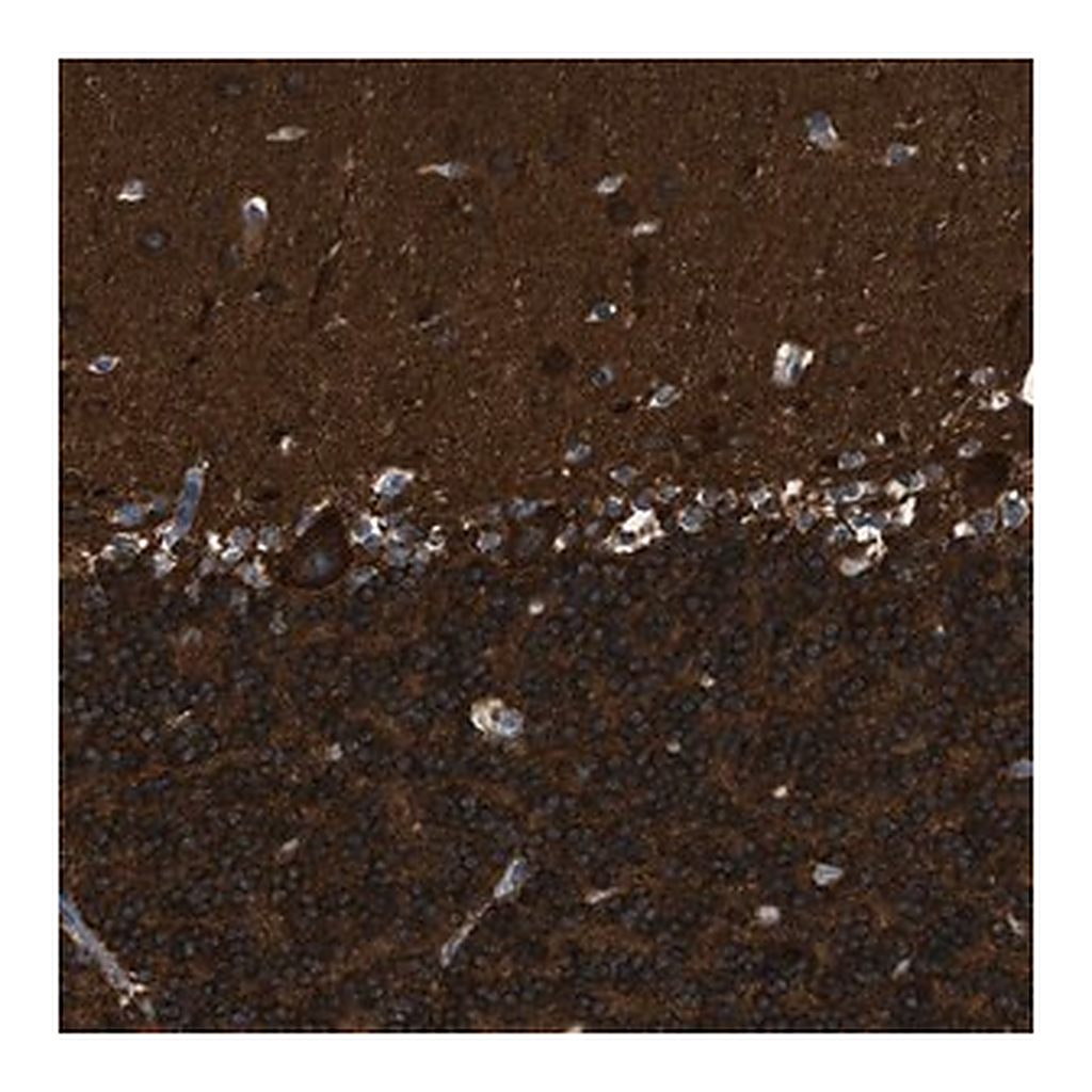 Merck Anti-ZSWIM5 antibody produced in rabbit