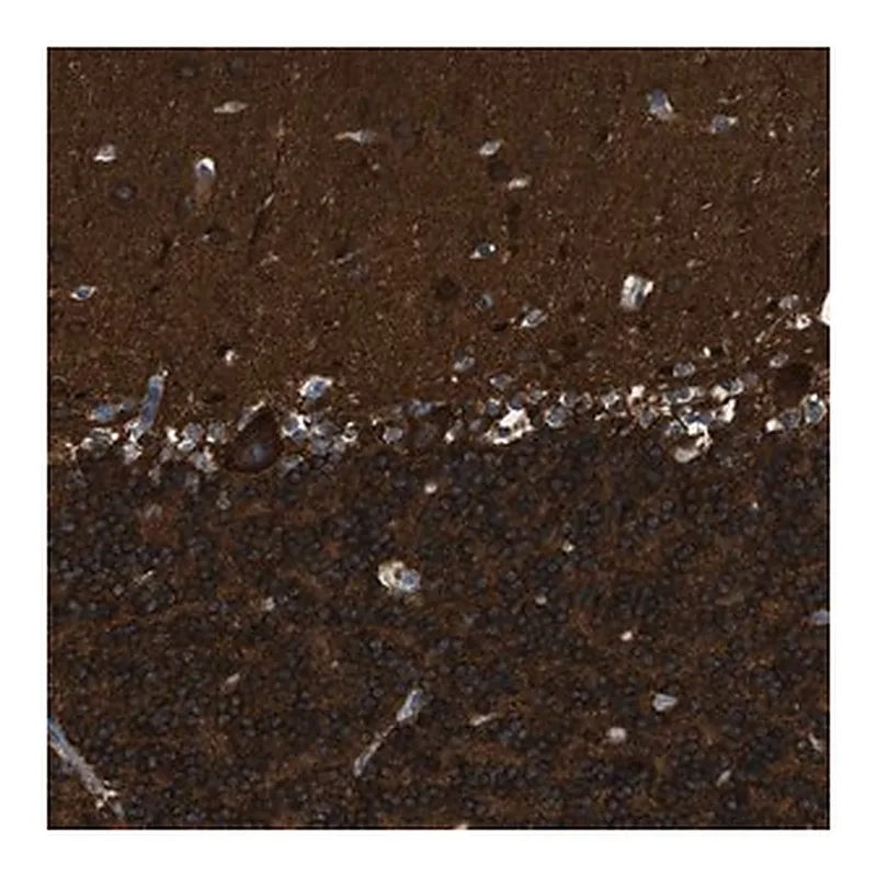 Merck Anti-ZSWIM5 antibody produced in rabbit