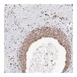 Merck Anti-OAS1 antibody produced in rabbit
