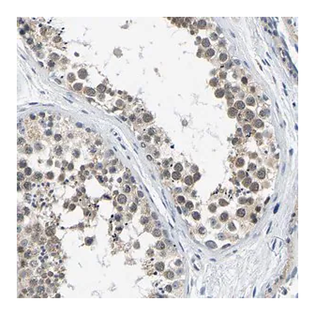 Merck Anti-LIAS antibody produced in rabbit