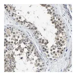 Merck Anti-LIAS antibody produced in rabbit
