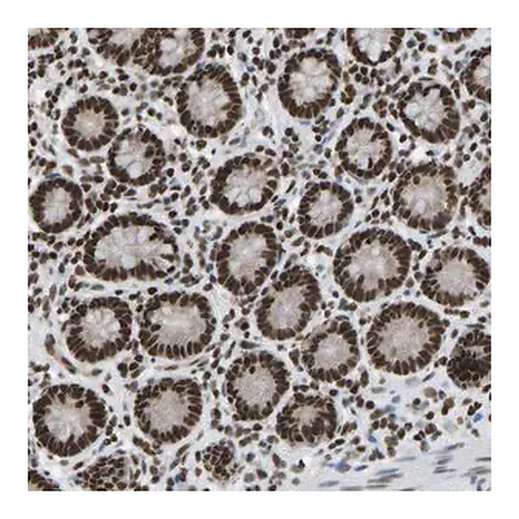 Merck Anti-ZSCAN20 antibody produced in rabbit