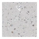 Merck Anti-CDK14 antibody produced in rabbit