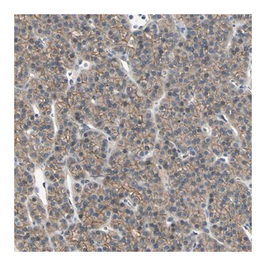 Merck Anti-RNF180 antibody produced in rabbit