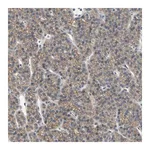 Merck Anti-RNF180 antibody produced in rabbit
