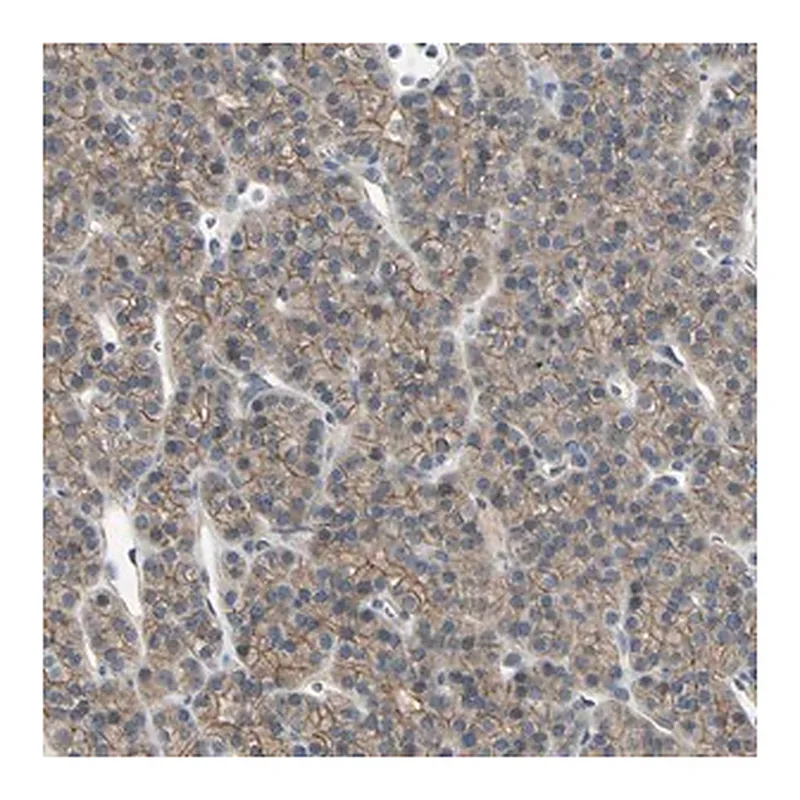 Merck Anti-RNF180 antibody produced in rabbit