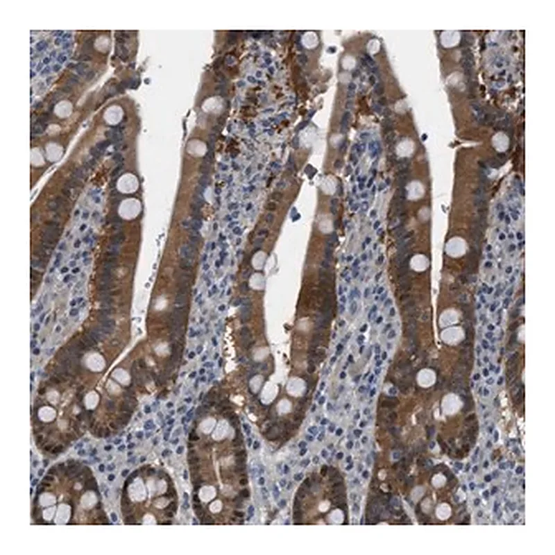 Merck Anti-TMEM45B antibody produced in rabbit
