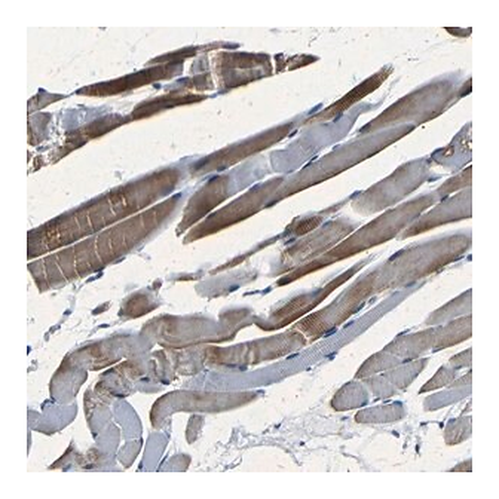 Merck Anti-NCMAP antibody produced in rabbit