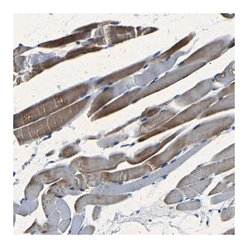 Merck Anti-NCMAP antibody produced in rabbit