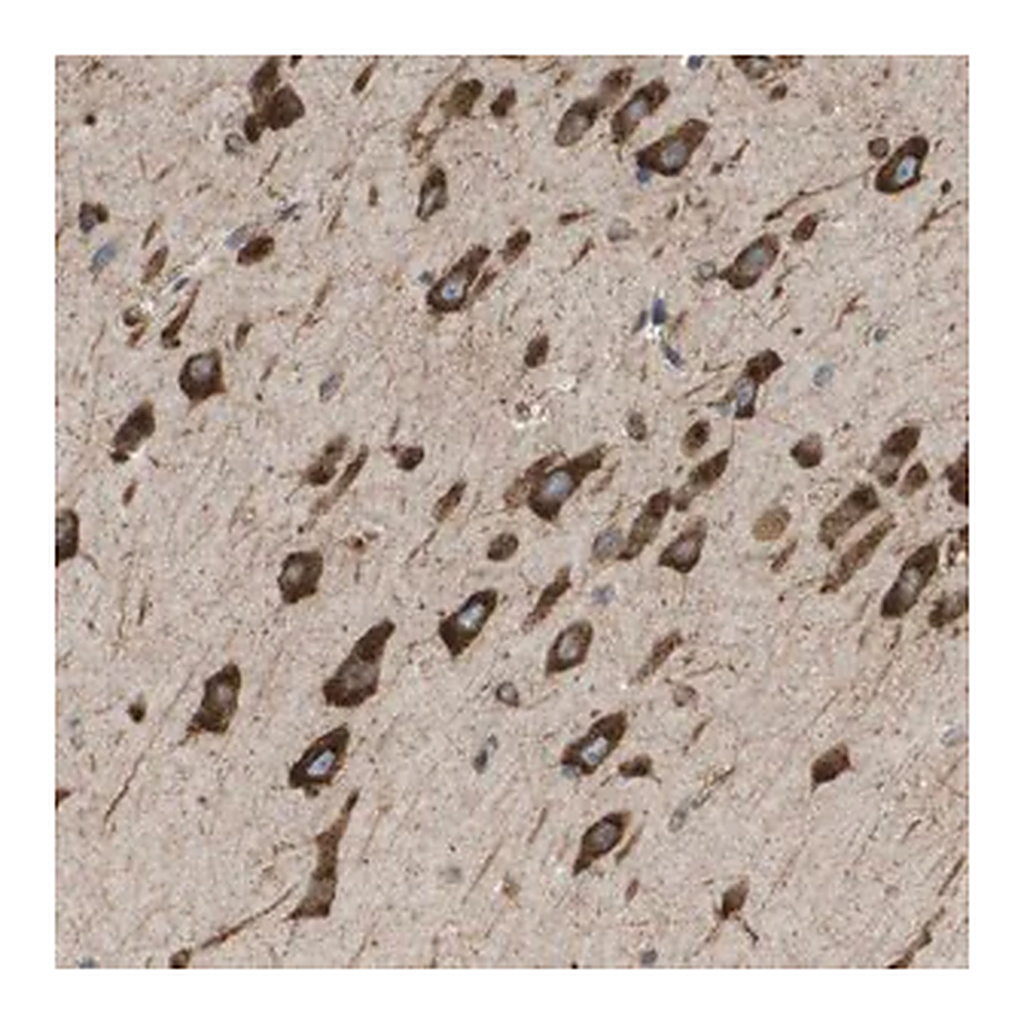 Merck Anti-ST3GAL2 antibody produced in rabbit