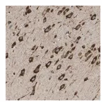 Merck Anti-ST3GAL2 antibody produced in rabbit