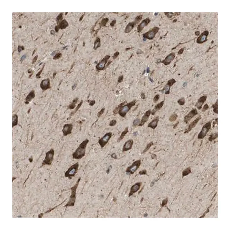 Merck Anti-ST3GAL2 antibody produced in rabbit