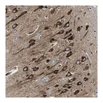 Merck Anti-CDS2 antibody produced in rabbit