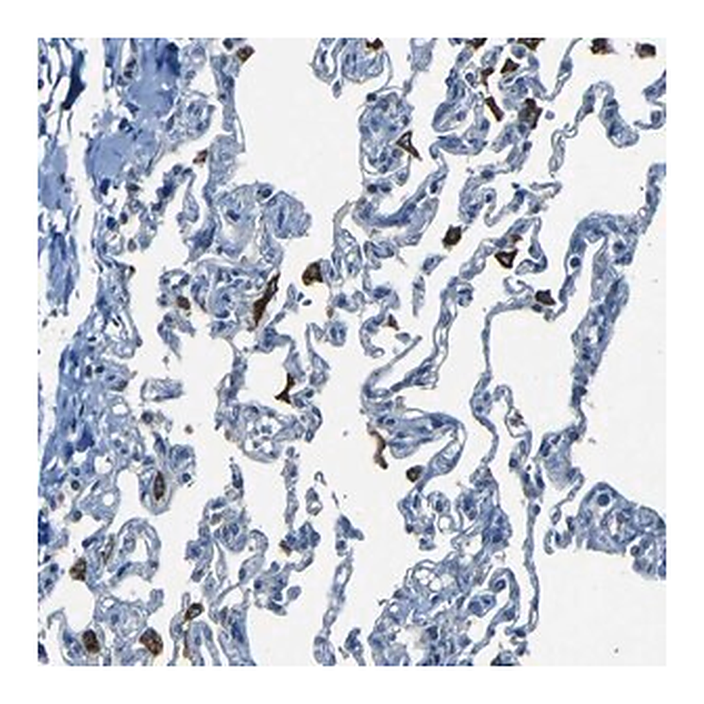 Merck Anti-SLA antibody produced in rabbit