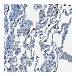 Merck Anti-SLA antibody produced in rabbit