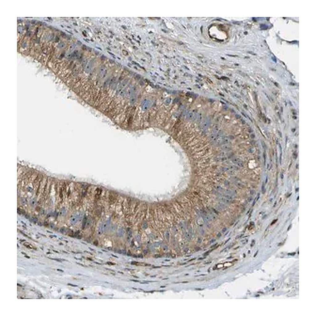 Merck Anti-LRP12 antibody produced in rabbit