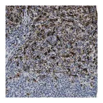 Merck Anti-BMPR2 antibody produced in rabbit