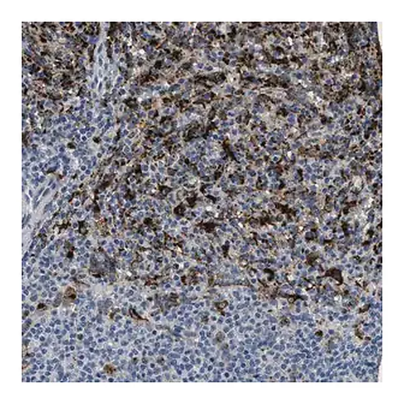 Merck Anti-BMPR2 antibody produced in rabbit