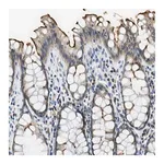 Merck Anti-CA4 antibody produced in rabbit