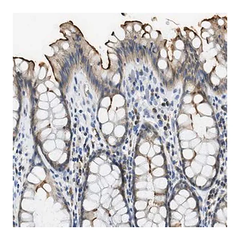 Merck Anti-CA4 antibody produced in rabbit