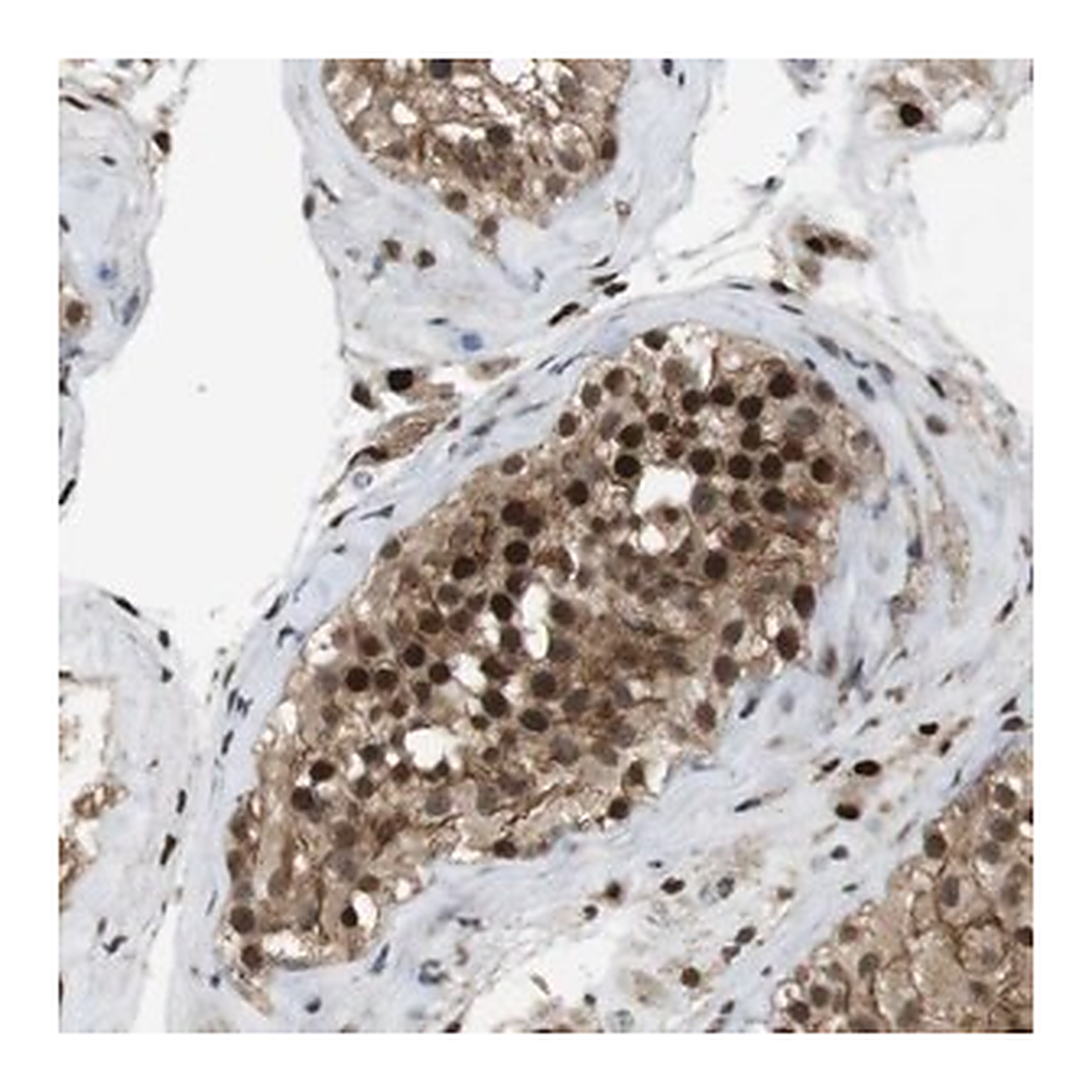 Merck Anti-ORAI3 antibody produced in rabbit