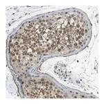 Merck Anti-ENTPD7 antibody produced in rabbit