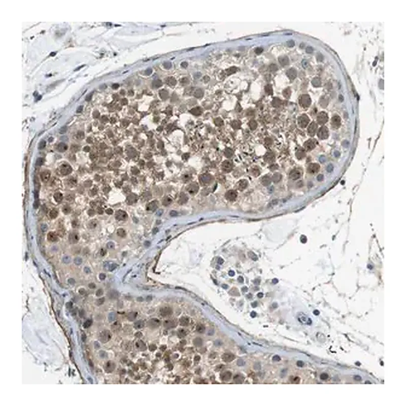 Merck Anti-ENTPD7 antibody produced in rabbit