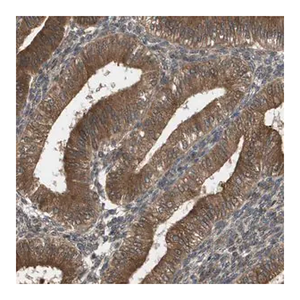 Merck Anti-CTPS2 antibody produced in rabbit