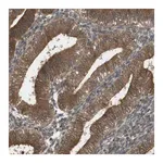 Merck Anti-CTPS2 antibody produced in rabbit