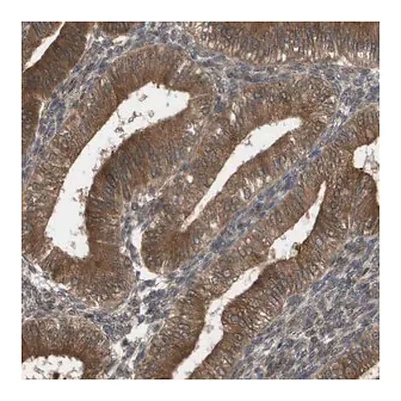 Merck Anti-CTPS2 antibody produced in rabbit